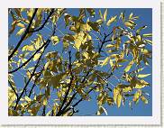 2005-11-06 14-21-52 Novembre 155,5mm 1_714_eme F5,0 * 2560 x 1920 * (2.47MB)